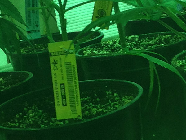 A well run greenhouse always tags each plant to keep track of strain and other details relevant to different stages in the growing process
