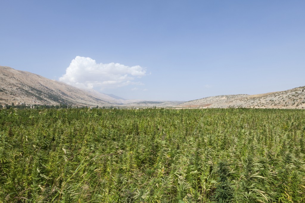 Marijuana-field-in-Lebanon-000026841258_Medium